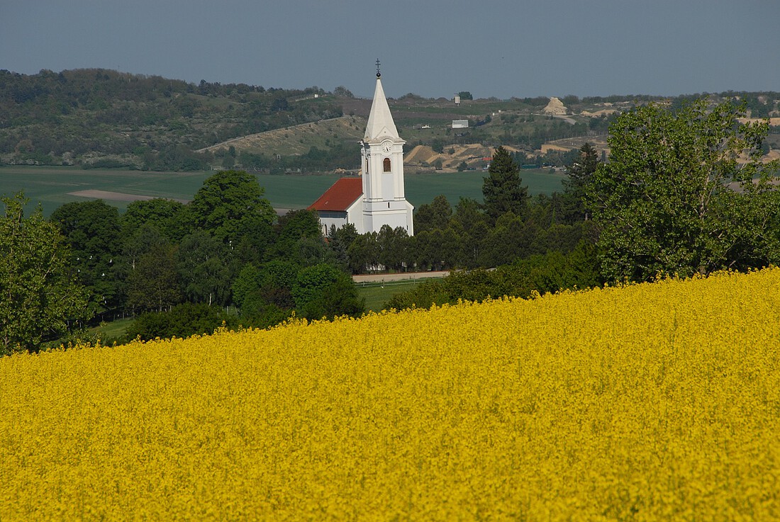 Weiße Kirche, im Vordergrund ein gelb blühendes Feld